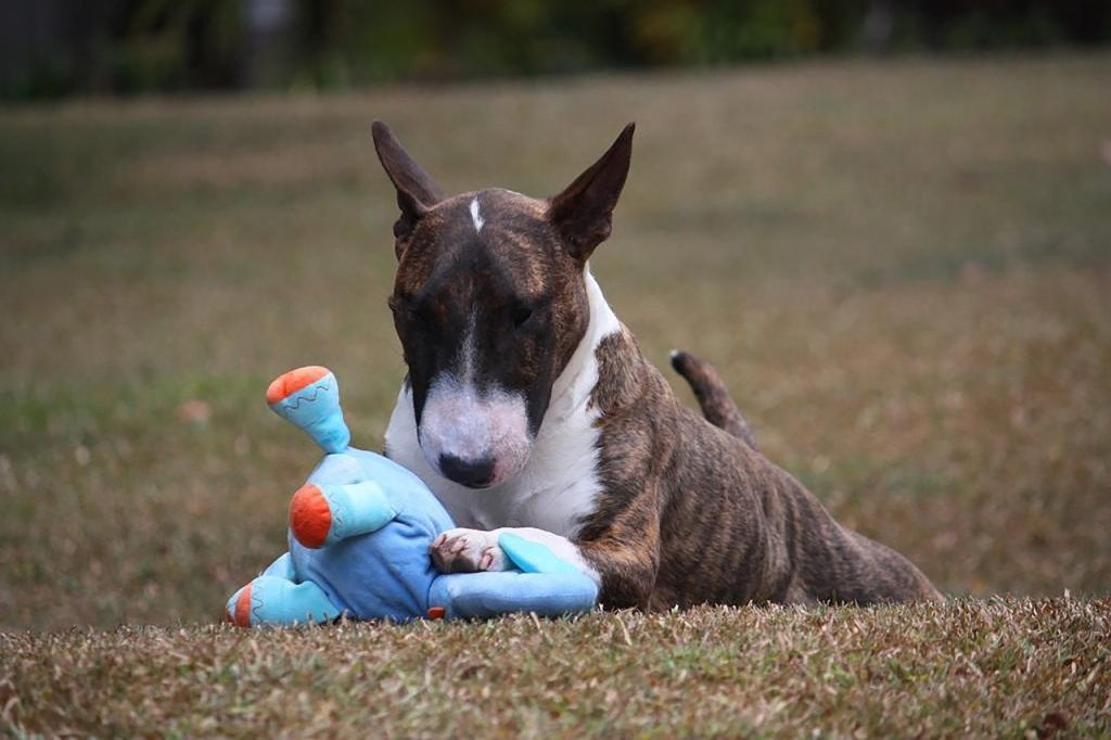 dog, bull terrier, miniature-3633957.jpg